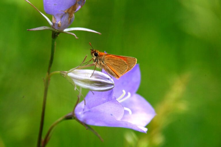 Glockenblumengewächse